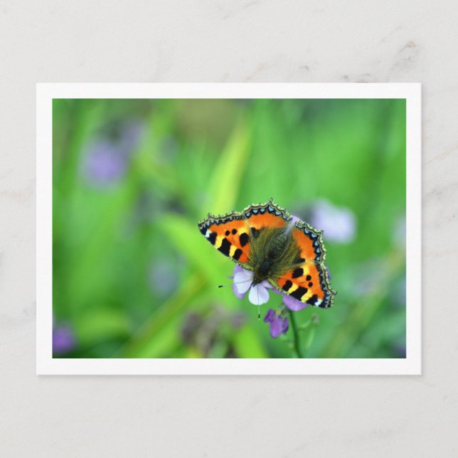 Small Tortoiseshell Butterfly Postcard (Front)