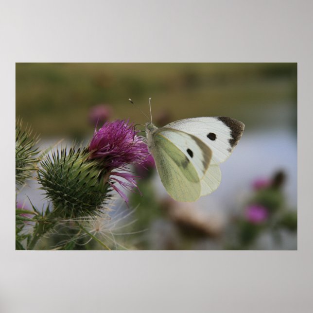 Small White Buttrerfly on Spear Thistle Poster (Front)