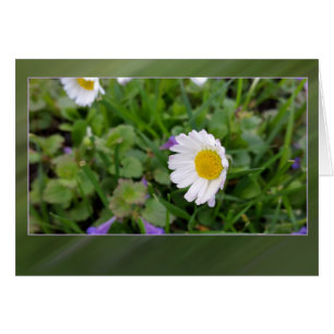 small white daisy