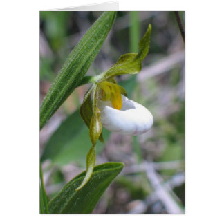 Small White Lady's Slipper