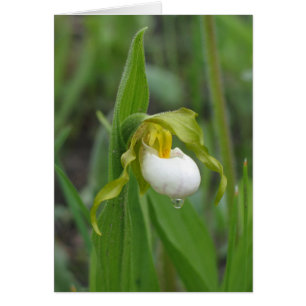 Small White Lady's Slipper