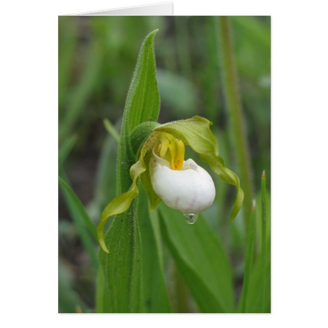 Small White Lady's Slipper (Front)