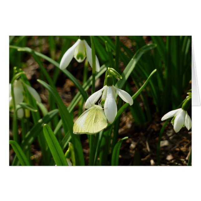 Small White on Snowdrop (Front Horizontal)