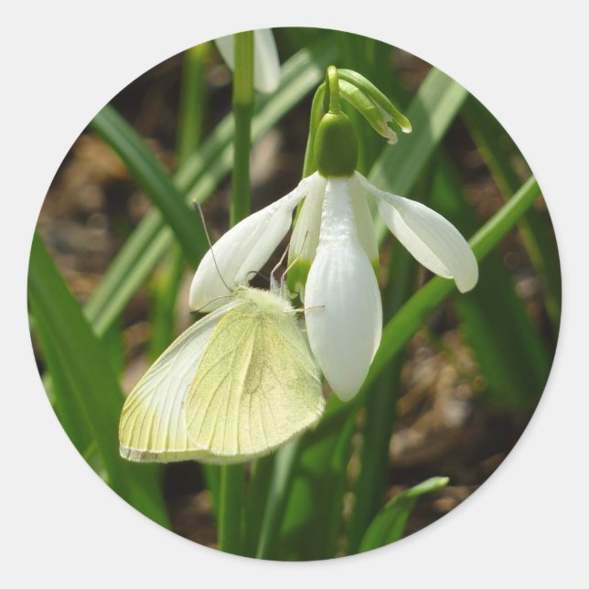 Small White on Snowdrop Classic Round Sticker (Front)