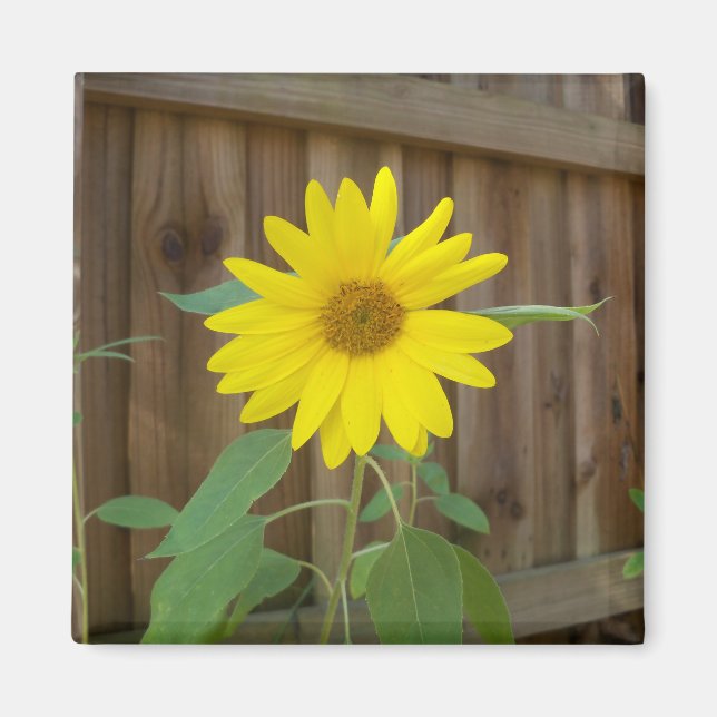 small yellow sunflower against a brown fence magnet (Front)