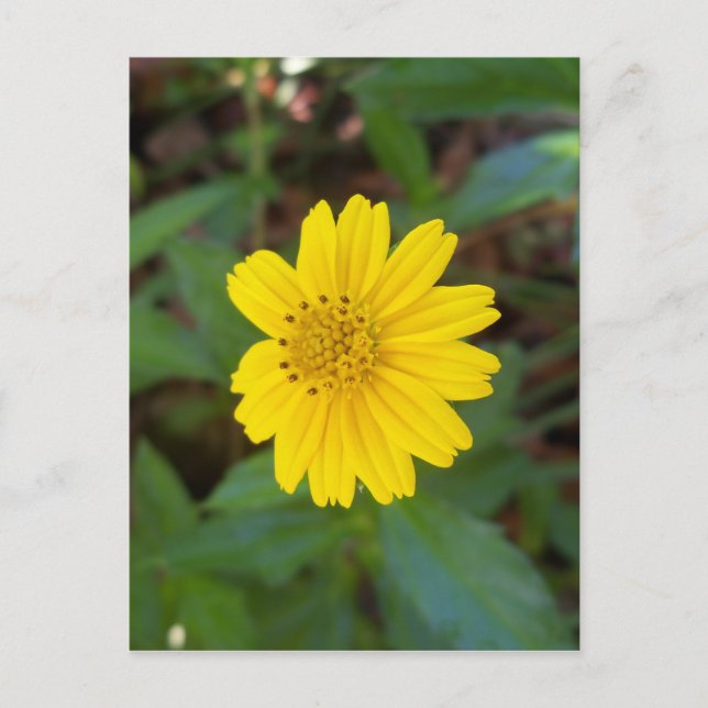 small yellow trailing daisy on a postcard (Front)