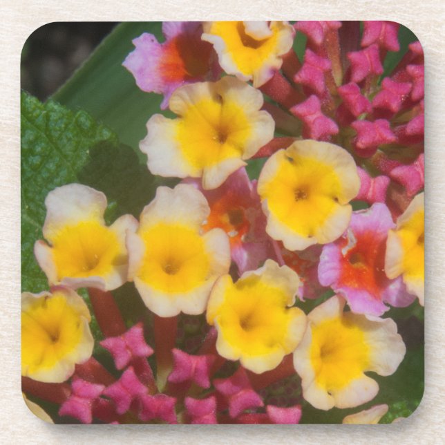 Small Yellow Tropical Flowers With Pink Buds Coaster (Front)