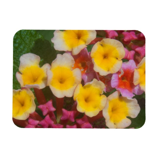 Small Yellow Tropical Flowers With Pink Buds Magnet (Horizontal)