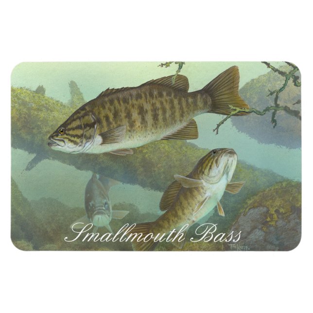 Smallmouth Bass Painting Magnet (Horizontal)