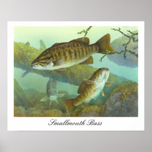 Smallmouth Bass Painting Poster