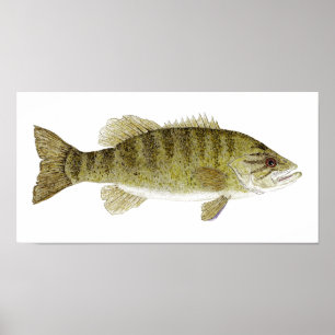 Smallmouth Bass Watercolor Poster