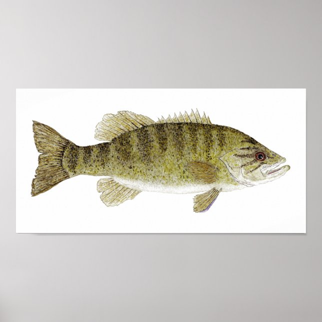 Smallmouth Bass Watercolor Poster (Front)
