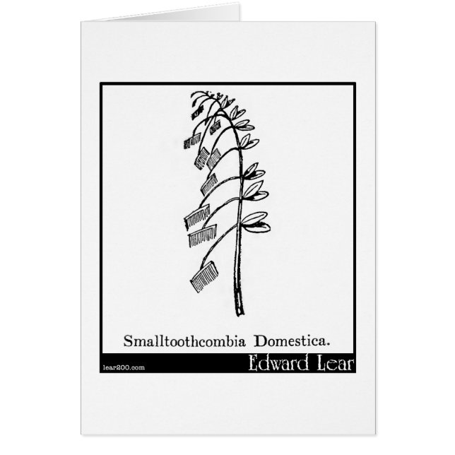 Smalltoothcombia Domestica. (Front)