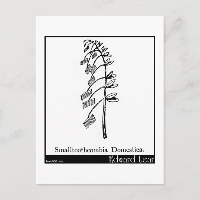 Smalltoothcombia Domestica. Postcard (Front)