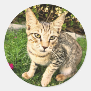Smart Lovely Cat Sticker
