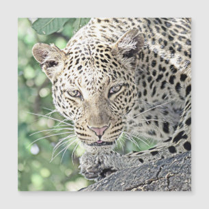 smartmix animal-leopard 2
