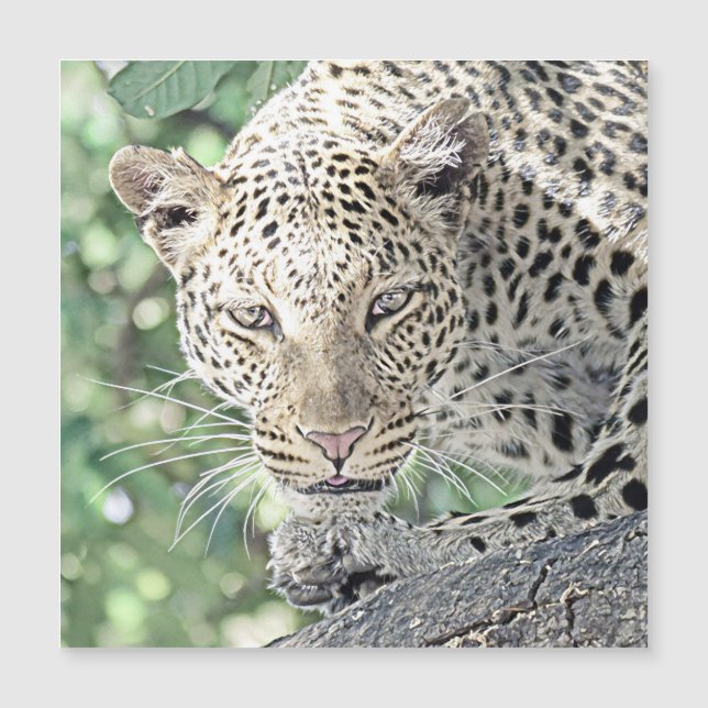 smartmix animal-leopard 2 (Front)