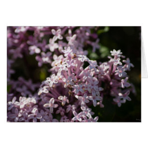 Smell That Lilac