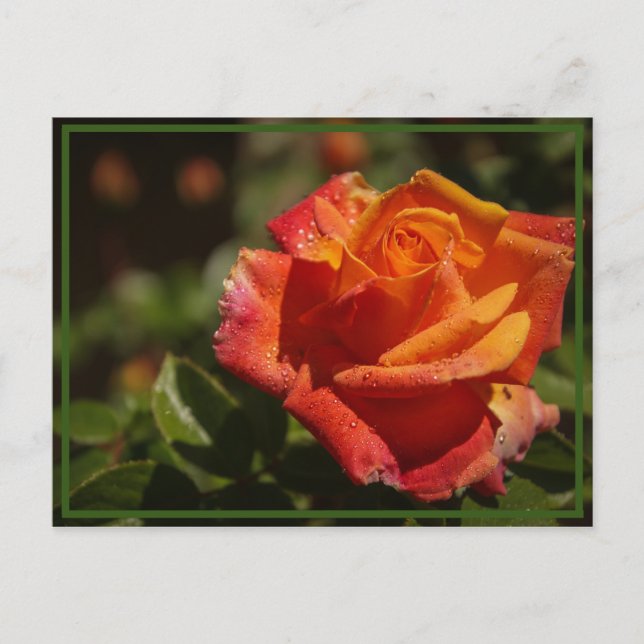 smell the roses postcard (Front)