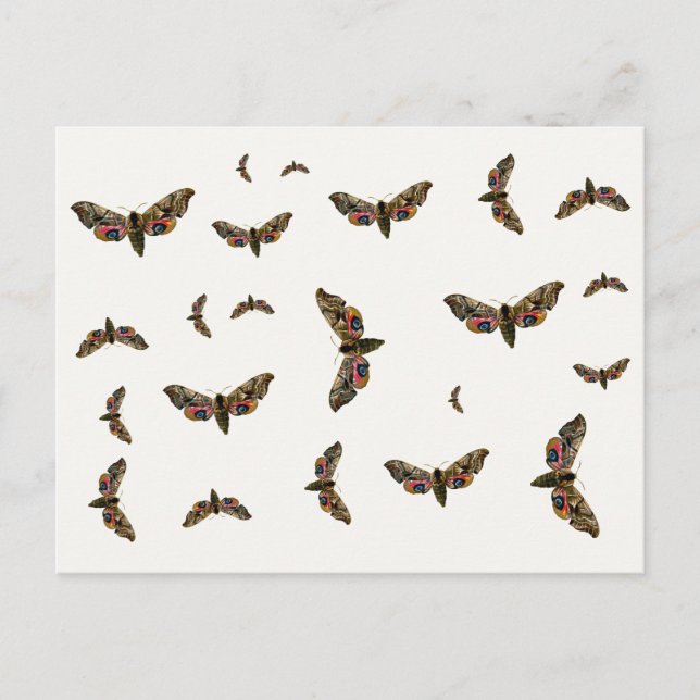 Smerinthus ocellata - Eyed Hawk-Moth - Colour Imag Postcard (Front)
