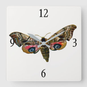 Smerinthus ocellata - Eyed Hawk-Moth - Colour Imag Square Wall Clock