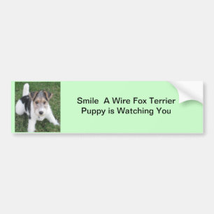 Smile A Wire Fox  Puppy is Watching You Bumper Sticker