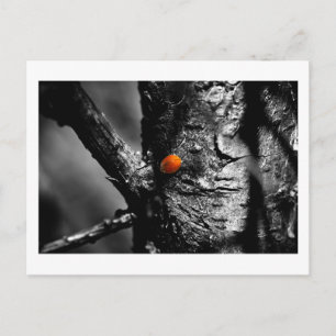 smile for a ladybug postcard