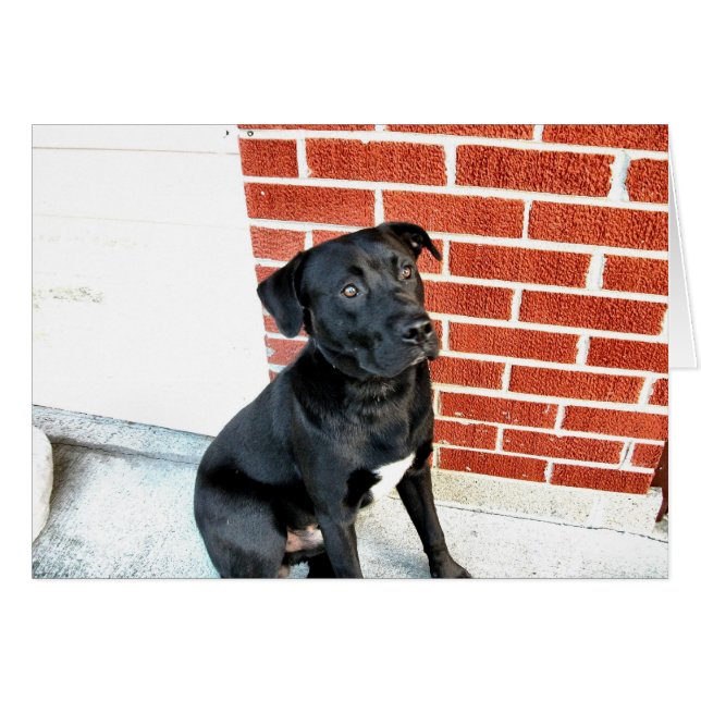 Smile For Us Midnight! (Front Horizontal)