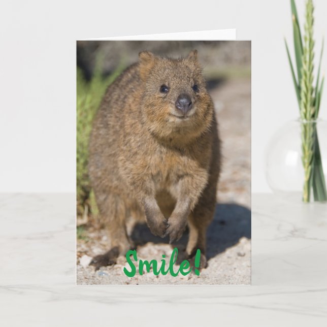 Smile / Get Well Soon, Happy Quokka, Australia Card (Front)