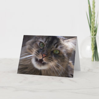 Smile, Maine Coon Greeting Card (blank)