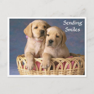 Smiles Hello Labrador Retriever Puppy  Post Card