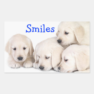 Smiles Labrador Retriever Puppies Sticker