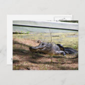 Smiling Aligator - Postcard (Front/Back)
