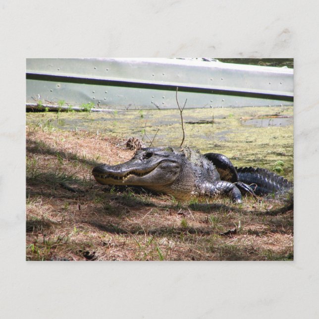 Smiling Aligator - Postcard (Front)