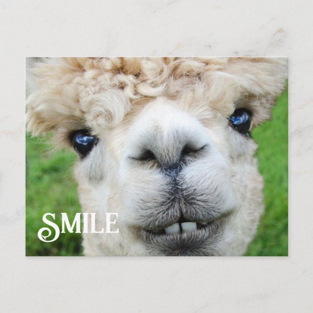 Smiling Alpaca Llama Funny Farm Animal Smile Postcard (Front)