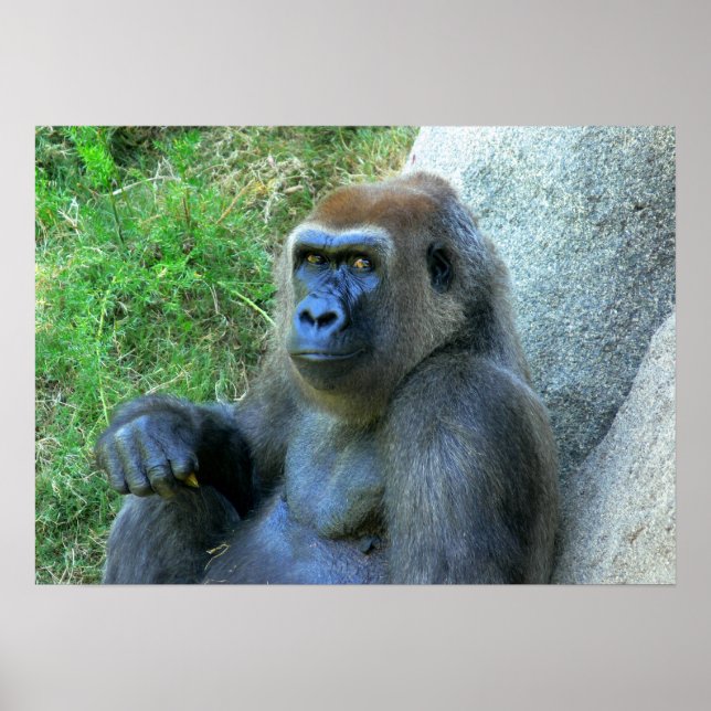 Smiling Ape Poster (Front)