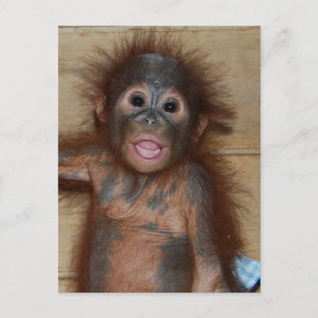 Smiling Baby Orangutan in Diapers Borneo Postcard (Front)