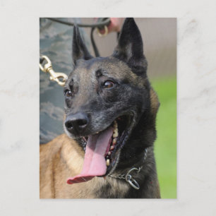 Smiling Belgian Malinois Dog Postcard