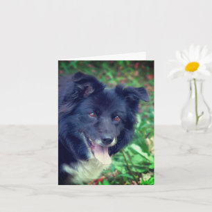 Smiling Border Collie Cute Dog Personalized Note Card