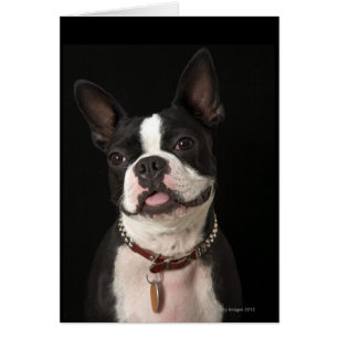 Smiling Boston Terrier