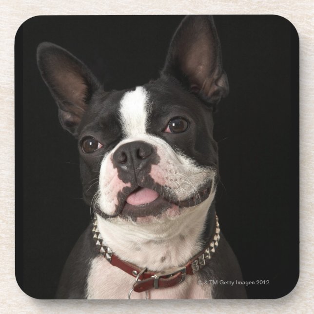 Smiling Boston terrier with collar Coaster (Front)