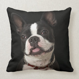 Smiling Boston terrier with collar Cushion