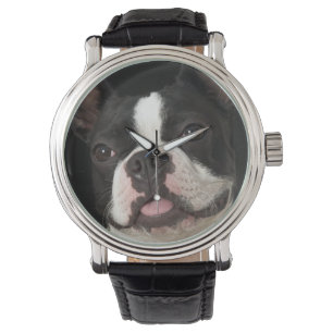 Smiling Boston terrier with collar Watch