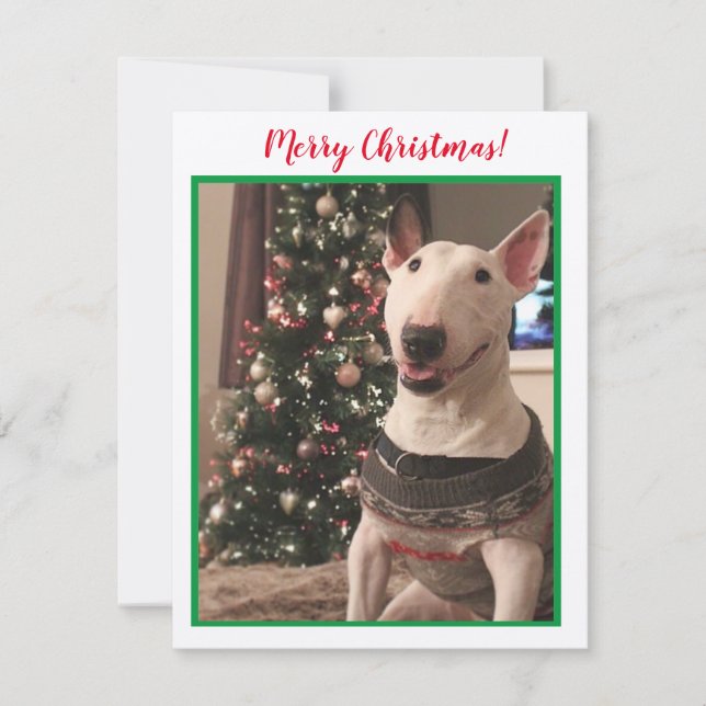 Smiling Bull Terrier Christmas Card (Front)