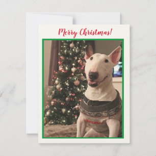 Smiling Bull Terrier Christmas Card