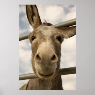 Smiling Burro Poster