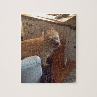 Smiling Cairn Terrier Jigsaw Puzzle