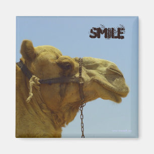 Smiling camel in profile  - camel in the desert magnet