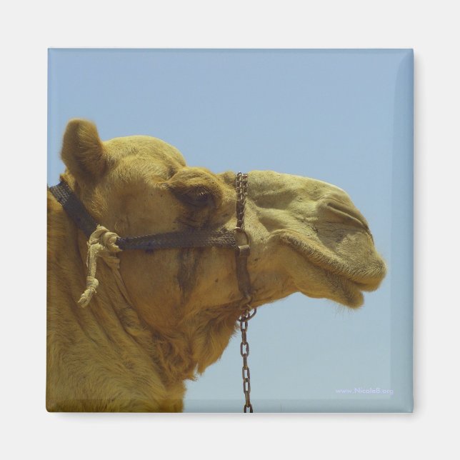 Smiling camel in profile magnet (Front)