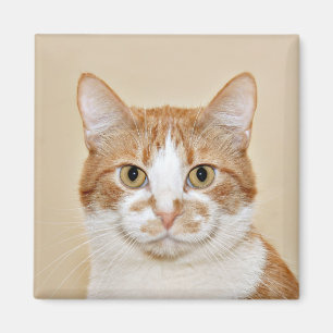 Smiling cat magnet